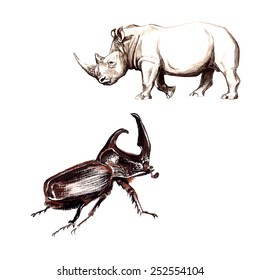 The European rhinoceros beetle (Oryctes nasicornis) 