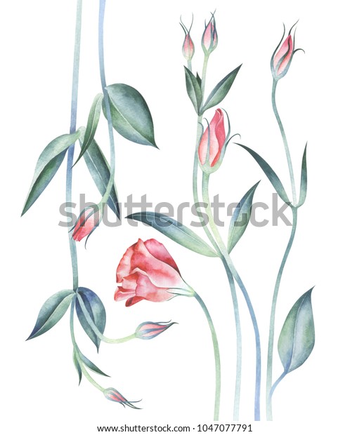 白い背景に白い花 水彩手描きのイラスト のイラスト素材 1047077791