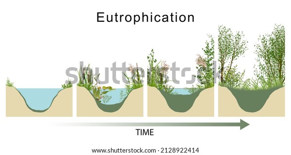 Eutrophication sets off
a chain reaction in the ecosystem, starting with an overabundance
of algae and
plants