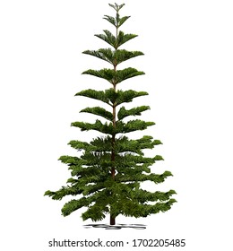 Norfolk Island Pine Images Stock Photos Vectors Shutterstock