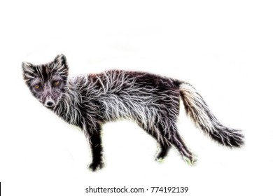 524 Evil Fox Drawing Images, Stock Photos & Vectors | Shutterstock