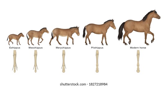 Evolution oh the horse over the past 55 million years