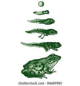 The Evolution Of A Tadpole Into A Frog - Vintage Engraved Illustration- 