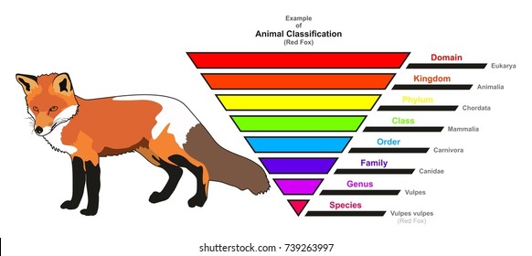 Dog Scientific Classification Chart