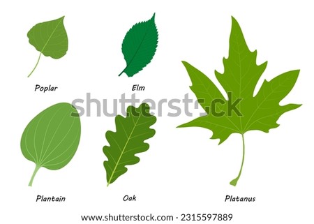 Examples of simple leaves.  Poplar (Populus), elm (Ulmus laevis), plantain (Plantago major), oak (Quercus robur), Platanus orientalis.