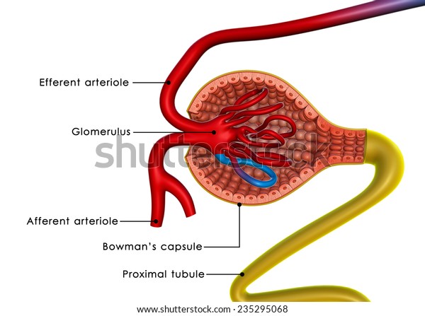 Excretion Stock Illustration 235295068