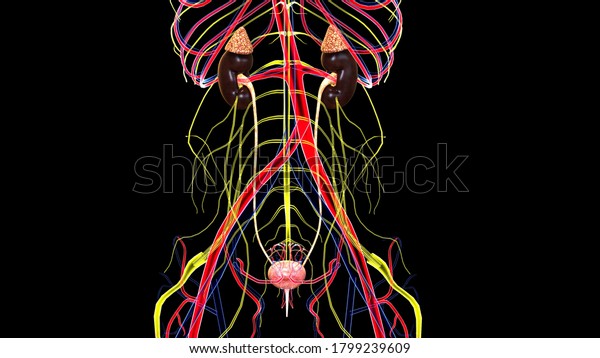 Excretory System Anatomy Organs Urinary System Stock Illustration