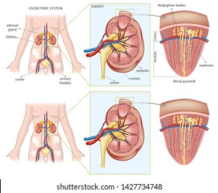 Excretory system (kidney, adrenal gland)