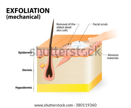 Exfoliation. mechanical means. cosmetology. Cross-section of a skin layers. 