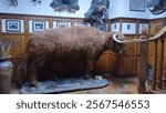 exhibition of a bison that is stuffed and around it are other exhibits