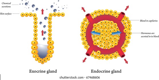 Exocrine and endocrine glands