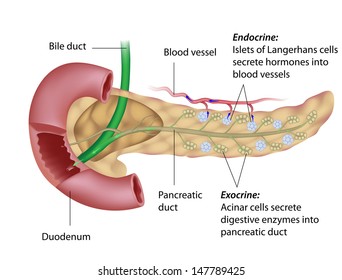 Exocrine and endocrine pancreas