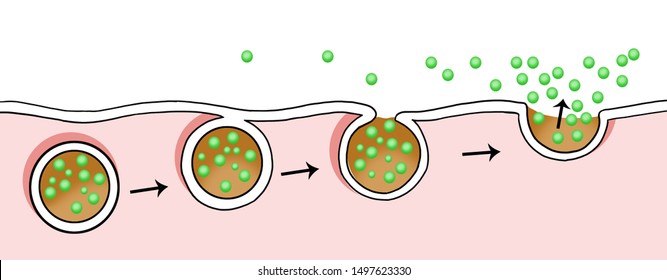 Exocytosis Cell Transports Proteins Into Cell 库存插图 1497623330 ...