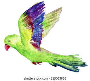 exotic bird  Watercolor