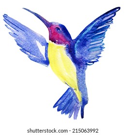 exotic bird  watercolor sketch hummingbird