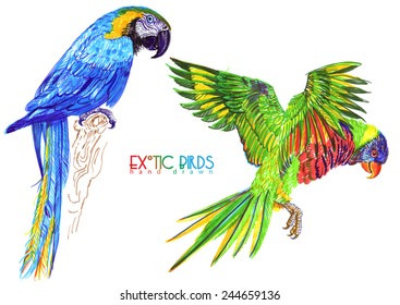 exotic birds drawn by hand