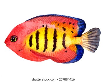 Exotic Fish (tropical Fish). Watercolor