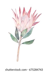 Exotic Flower. Watercolor Protea. Hand Drawn Illustration