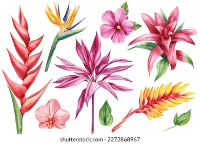 Exotic flowers. Orchid, guzmania, bromelia, hibiscus and strelitzia. Botanical painting, watercolor illustration flora