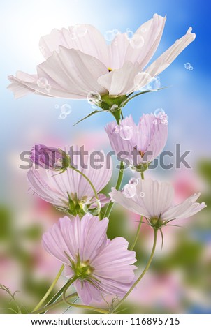 Similar – Flower Background Frame