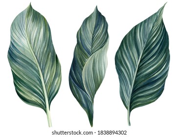 Exotic Palm Leaves On White Background, Watercolor Illustration, Jungle Design