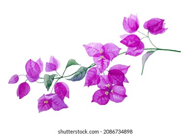 Exotic purple bougainvillea flower. Branch with leaves and flowers isolated on white background. Hand drawn watercolor illustration.