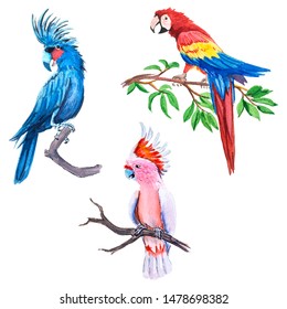 Exotic rare birds parrots on branches with leaves watercolor illustration set.