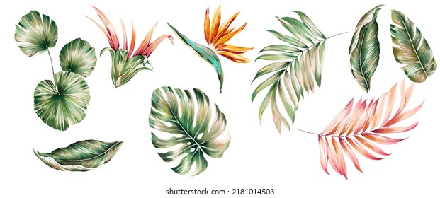 Exotic tropical green leaves and flowers set of isolated element. Suitable for texture. Monstera, palms leaf, banana leaves, paradise flower. 