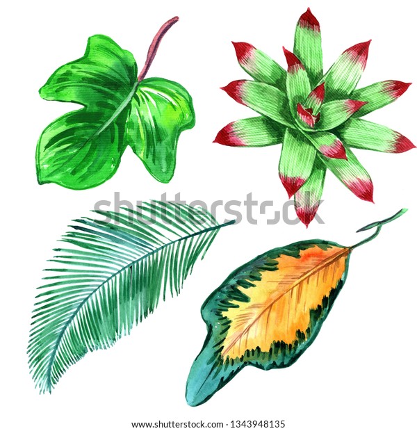 エキゾチックな熱帯ハワイの夏 ジャングルヤシの木は植物の葉を 植物園の葉 花の葉 イラトス のイラスト素材