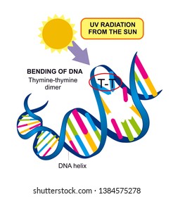 Exposure For Ultra Violet Radiation Forms Thymine Dimers In The DNA Molecule. Accumulation Of Dimers Cause Cell Death And Cancer. 