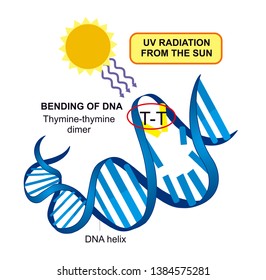 Exposure For Ultra Violet Radiation Forms Thymine Dimers In The DNA Molecule. Accumulation Of Dimers Cause Cell Death And Cancer. 