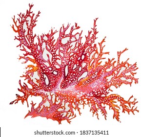 Exquisite  exclusive drawing coral  hand  drawn in gouache technique  red  coral   orange and white dots  white background