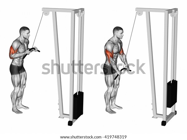 Extension Hands Block Simulator Muscles Biceps Stock Illustration ...