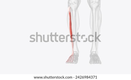 The extensor digitorum longus (EDL) is 1 of 4 muscles in the anterior compartment of the lower leg  3d illustration