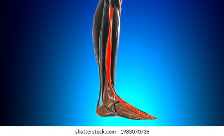 Extensor Digitorum Longus Muscle Anatomy Medical Stock Illustration Shutterstock