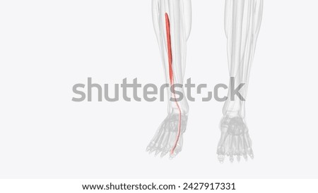 The extensor hallucis longus muscle is a thin skeletal muscle, situated between the tibialis anterior and the extensor digitorum longus