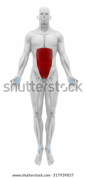 External Abdominal Oblique Muscles Anatomy Map Stock Illustration ...