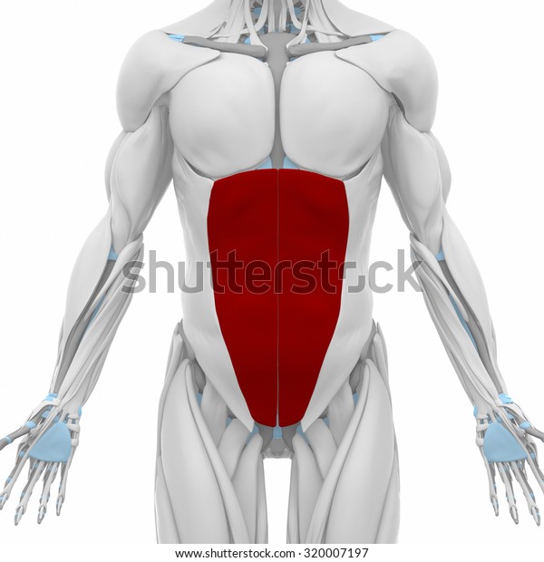 External Abdominal Oblique Muscles Anatomy Map Stock Illustration 