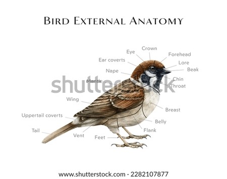 External bird anatomy study table. Watercolor illustration. Realistic detailed illustration. Bird external anatomy structure for studying. Avian structure on the sparrow example. White background