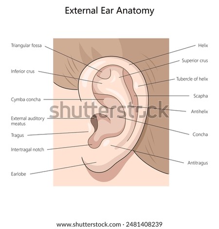 external ear, highlighting key structures such as the helix, tragus, and external auditory meatus diagram hand drawn schematic raster illustration. Medical science educational illustration
