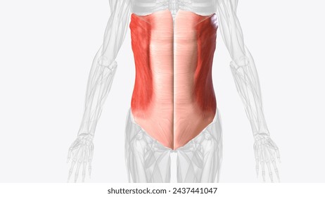 The external oblique muscle is one of the outermost abdominal muscles, extending from the lower half of the ribs around and down to the pelvis 3d illustration