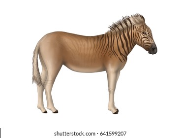 Extinct Quagga