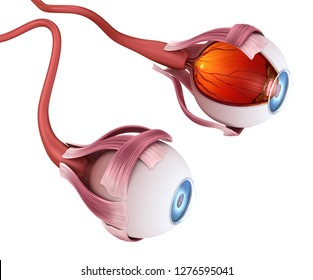 Eye anatomy - inner structure,  3D illustration 
