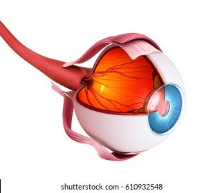 Eye anatomy - inner structure, Medically accurate 3D illustration .