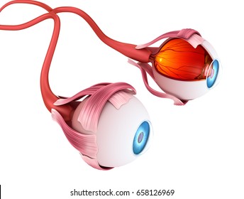 Eye anatomy - inner structure, Medically accurate 3D illustration .
