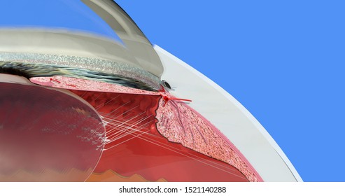 Eye anatomy. Iris, cornea, lens, ciliary body, anterior and posterior chambers, limbus, ciliary process. Accurate, highly detailed and realistic 3D illustration showing main parts. Blue background.