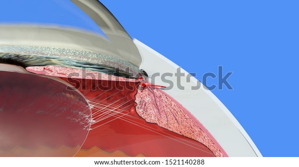 Eye anatomy. Iris, cornea, lens, ciliary\
body, anterior and posterior chambers, limbus, ciliary process.\
Accurate, highly detailed and realistic 3D illustration showing\
main parts. Blue\
background.