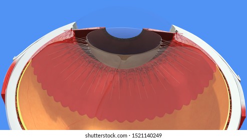 Eye anatomy. Sclera, iris, cornea, retina, choroid, vitreous and ciliary body, lens, muscle, ora serrata. Accurate, highly detailed and realistic 3D illustration showing main parts. Blue background.