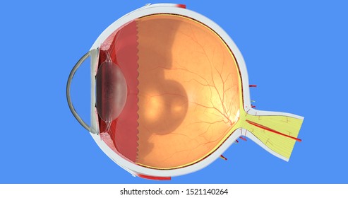 Eye anatomy. Sclera, iris, cornea, retina, choroid, vitreous and ciliary body, lens, vessel, muscle, nerve. Accurate, highly detailed and realistic 3D illustration showing main parts. Blue background.