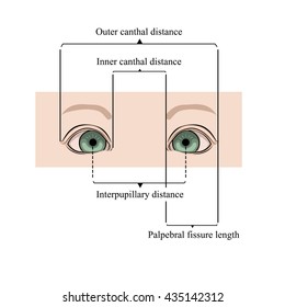 inter pupil distance